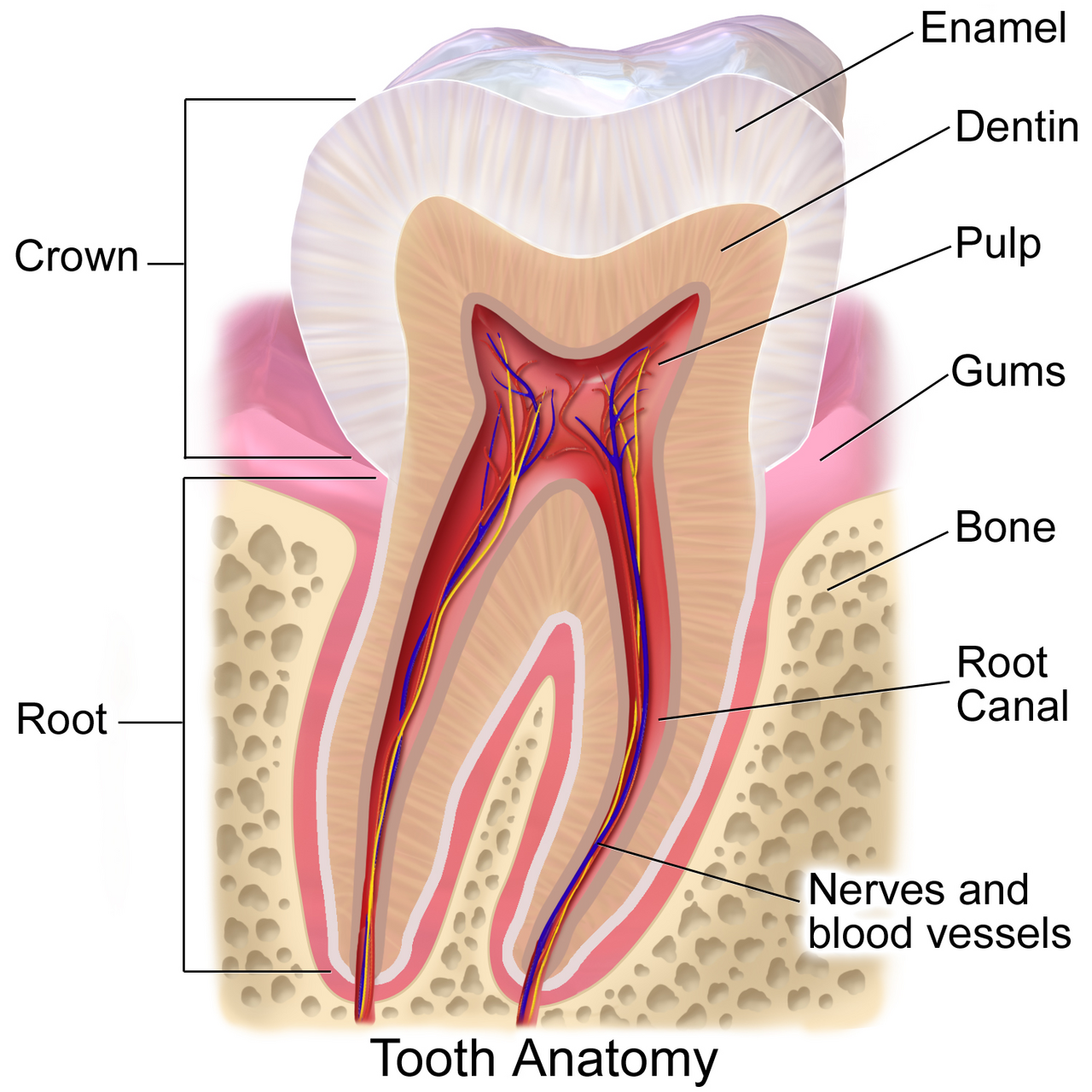 Anatomie de la dent : email, dentine, pulpe et racine